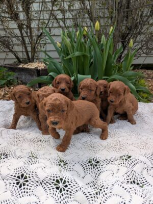 Male F1b Goldendoodle Pups Available On May 29th!