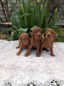 Red Cedar Farms Goldendoodle Puppies!