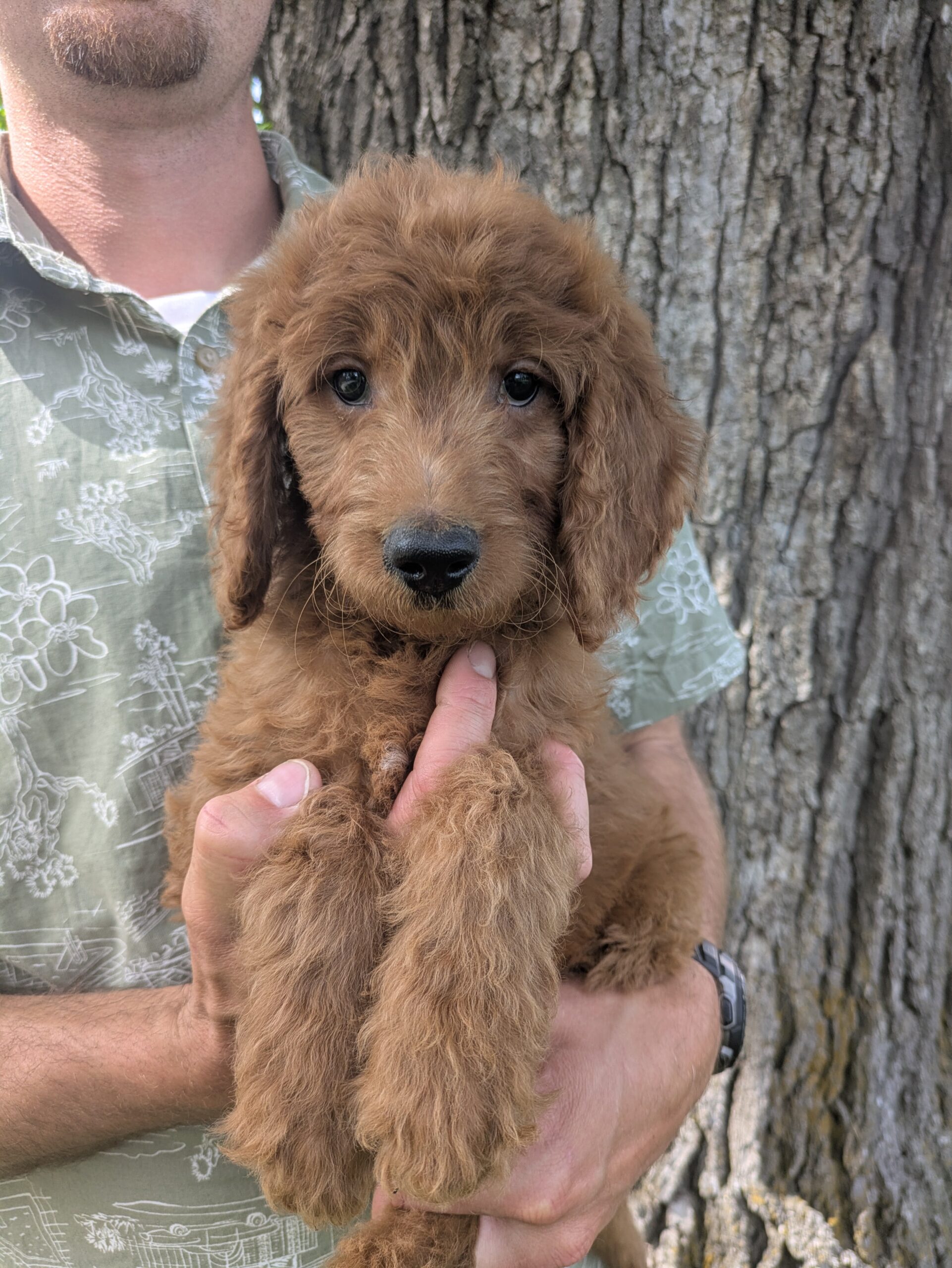 Meet Calvin The Goldendoodle!