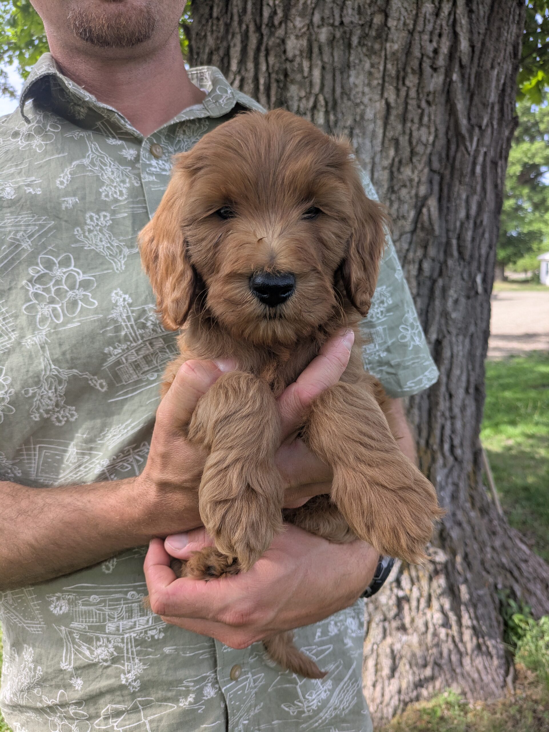 Meet Hobbes The Goldendoodle!