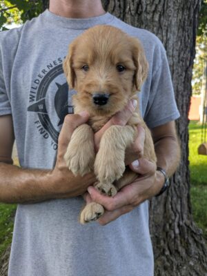 Male Goldendoodle Pups Available On August 7th!