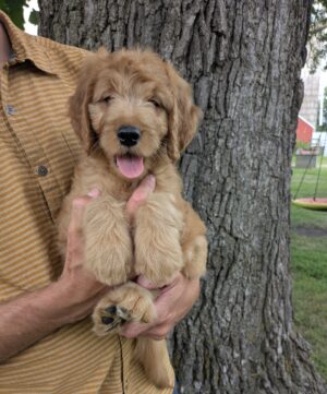 *RESERVED* Meet Bennington The Goldendoodle!