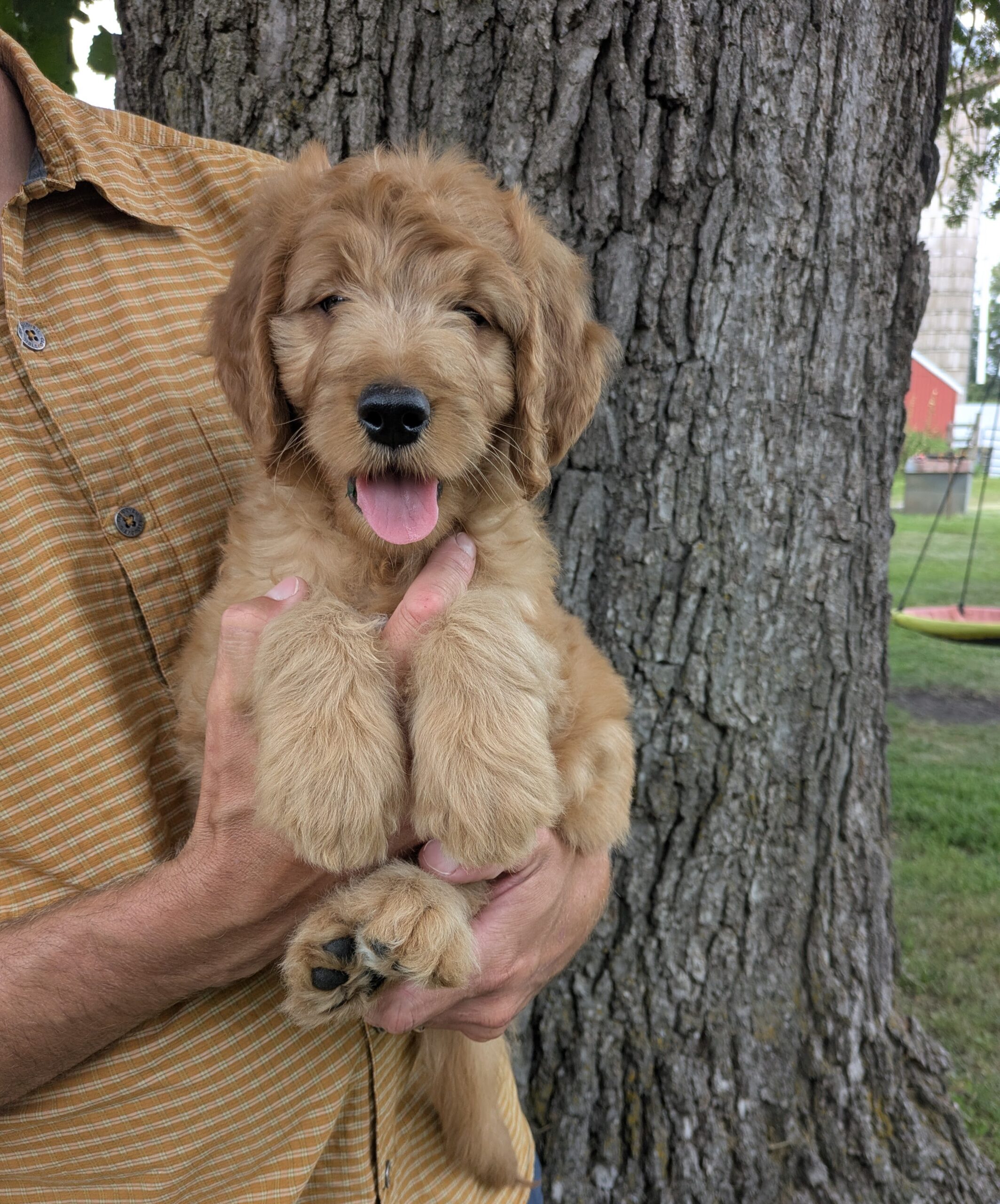 *RESERVED* Meet Bennington The Goldendoodle!