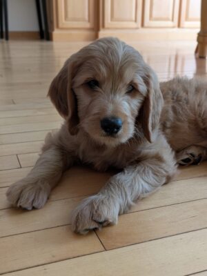 *RESERVED* Meet Titus The Goldendoodle!