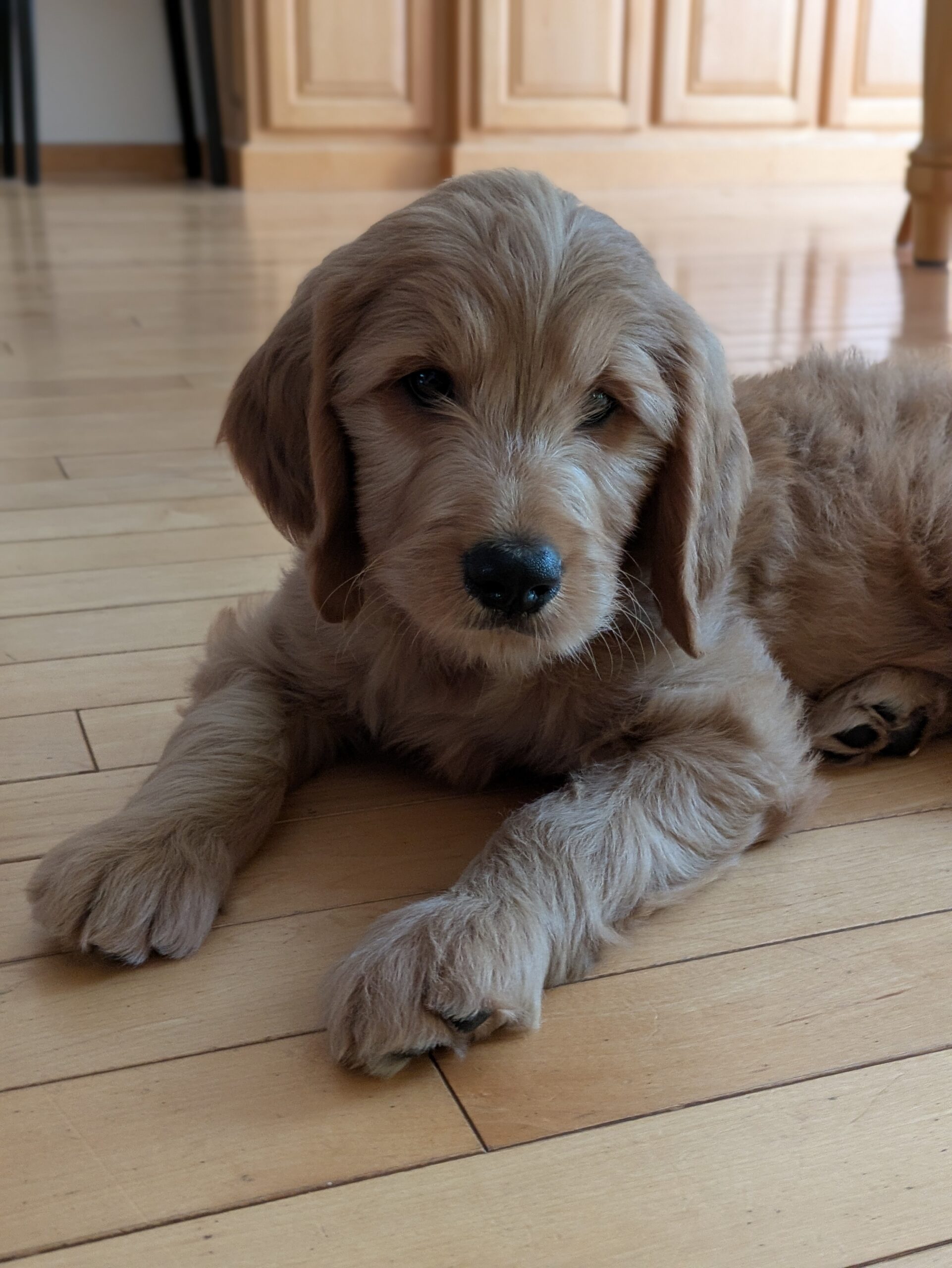 Meet Titus The Goldendoodle!