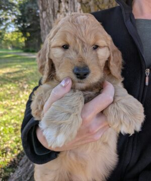 *RESERVED* Meet Finn The Goldendoodle!