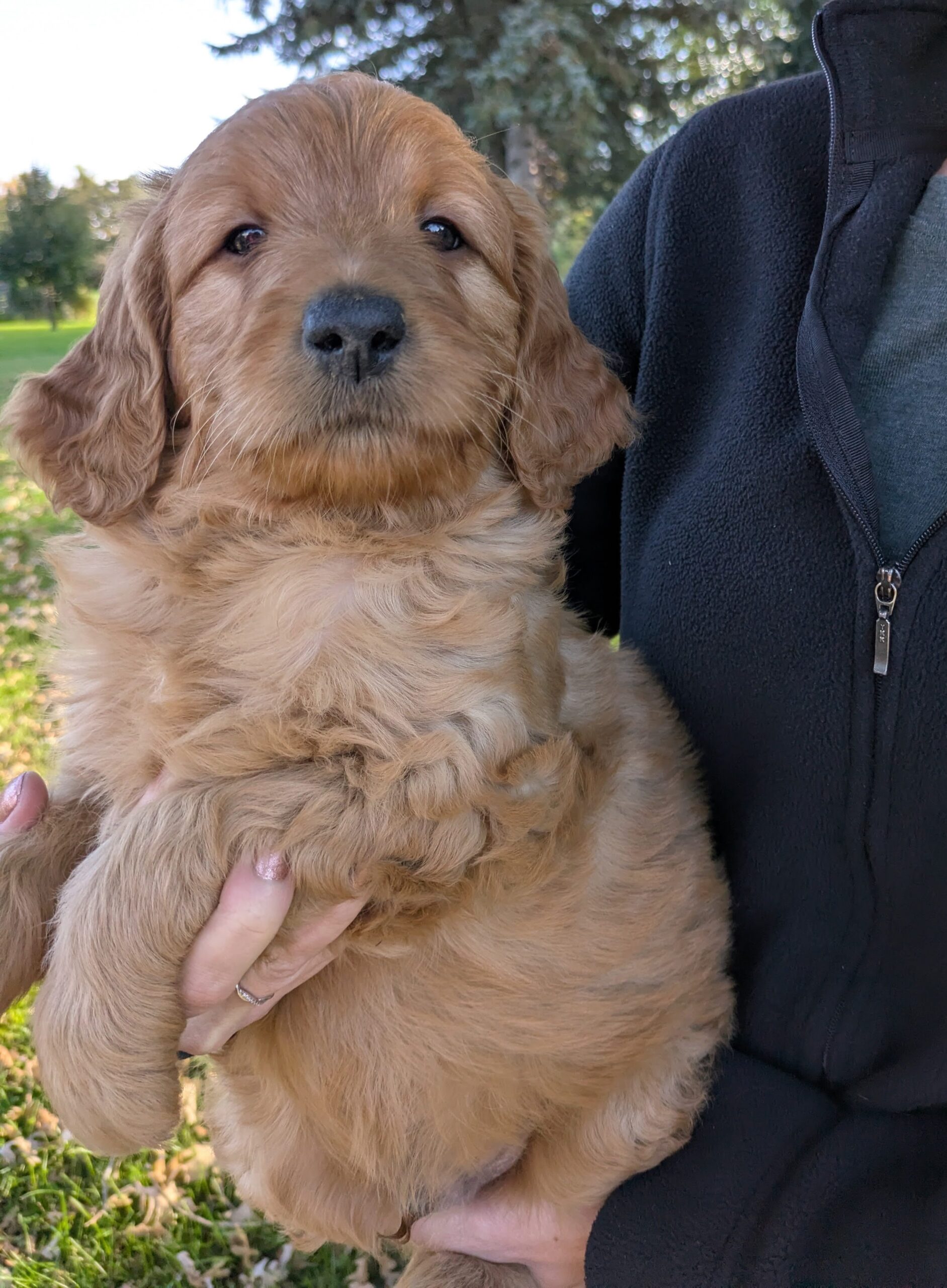 Meet Sawyer The Goldendoodle!
