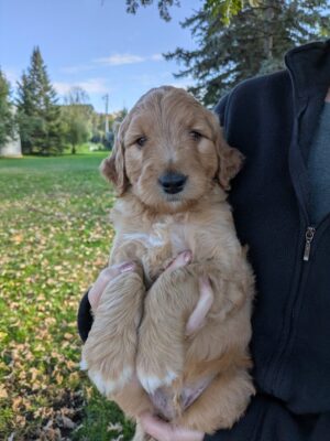 Meet Huckleberry The Goldendoodle!