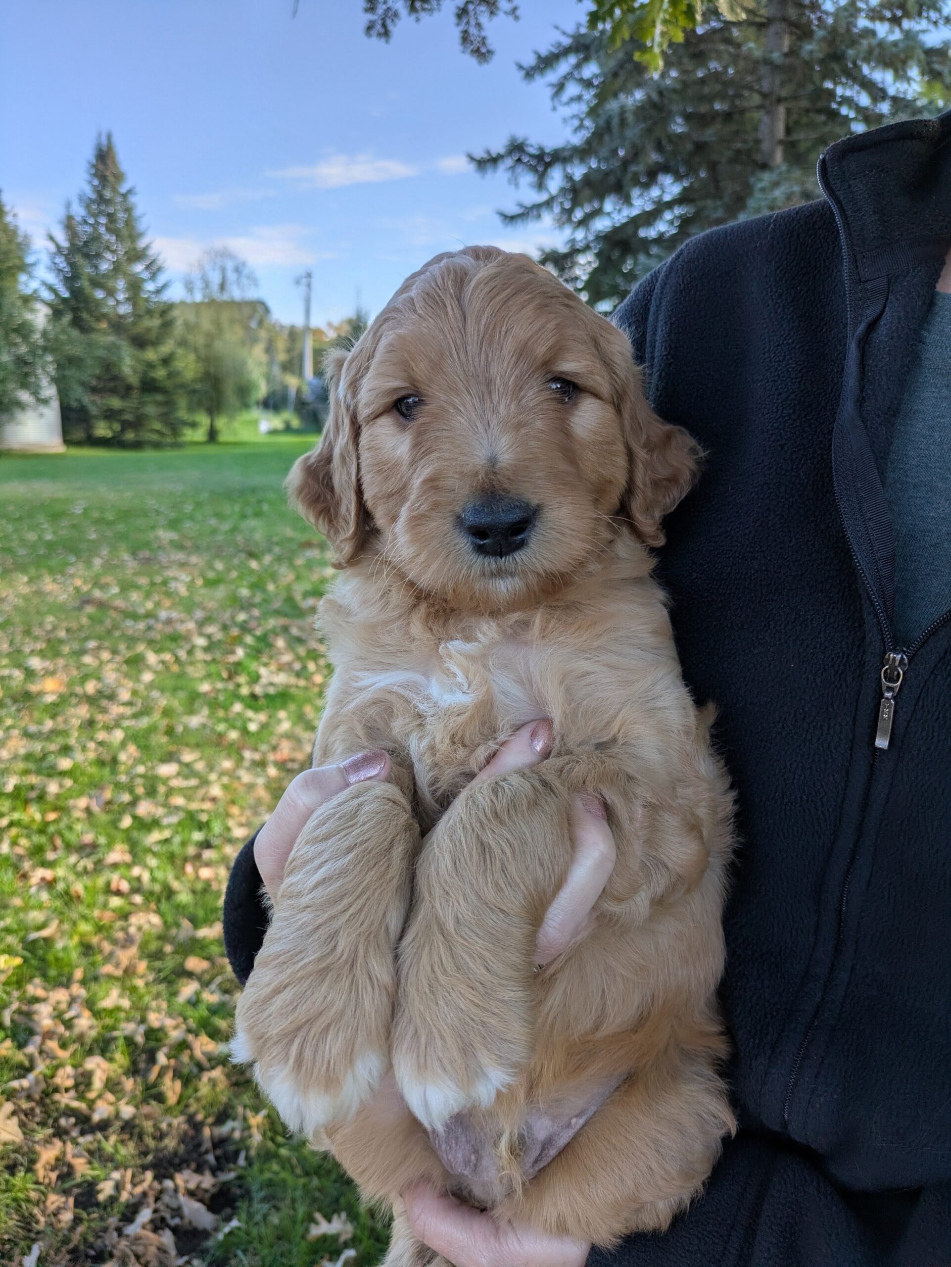 Meet Huckleberry The Goldendoodle!