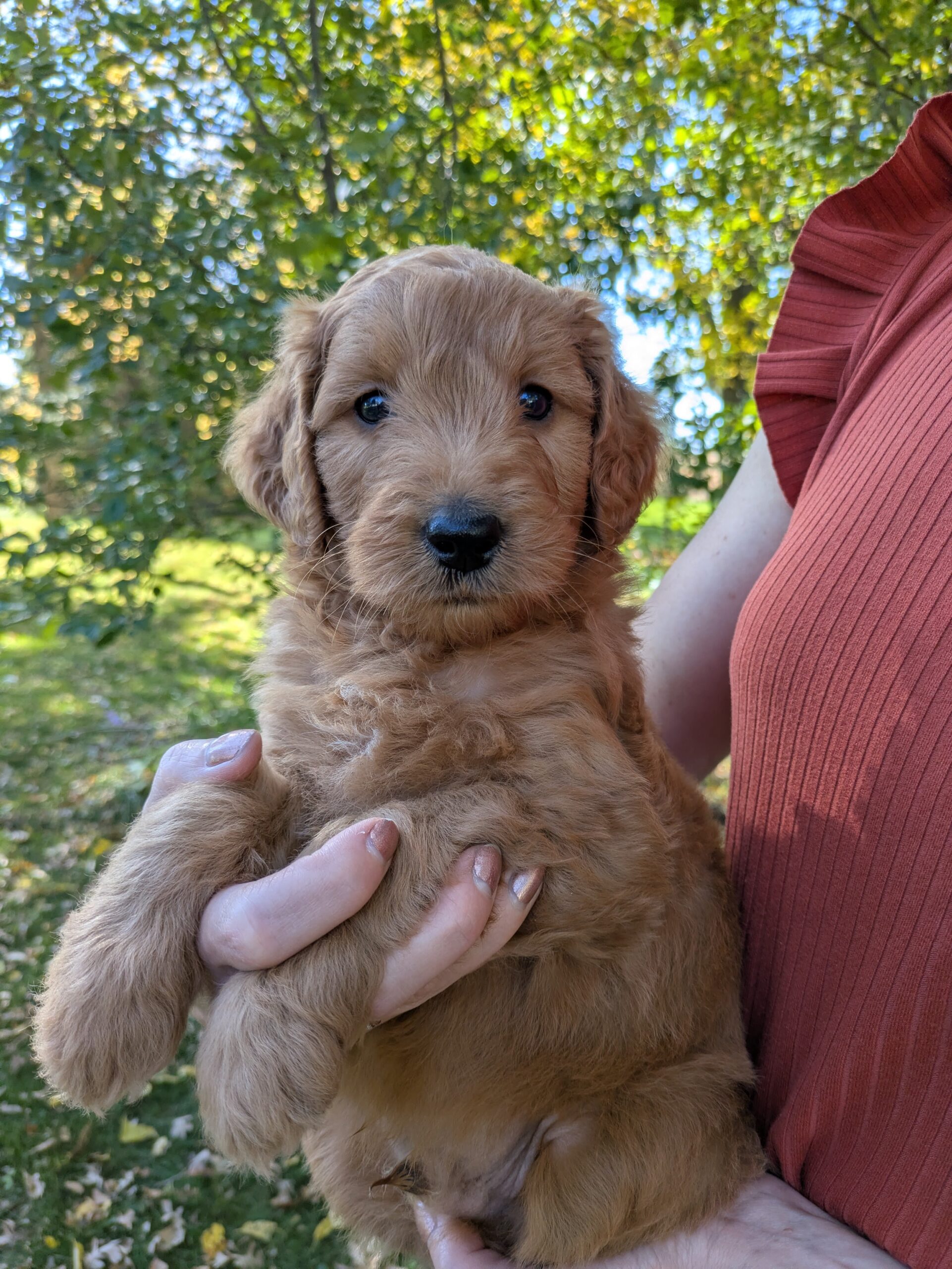 Meet Larry The Goldendoodle!