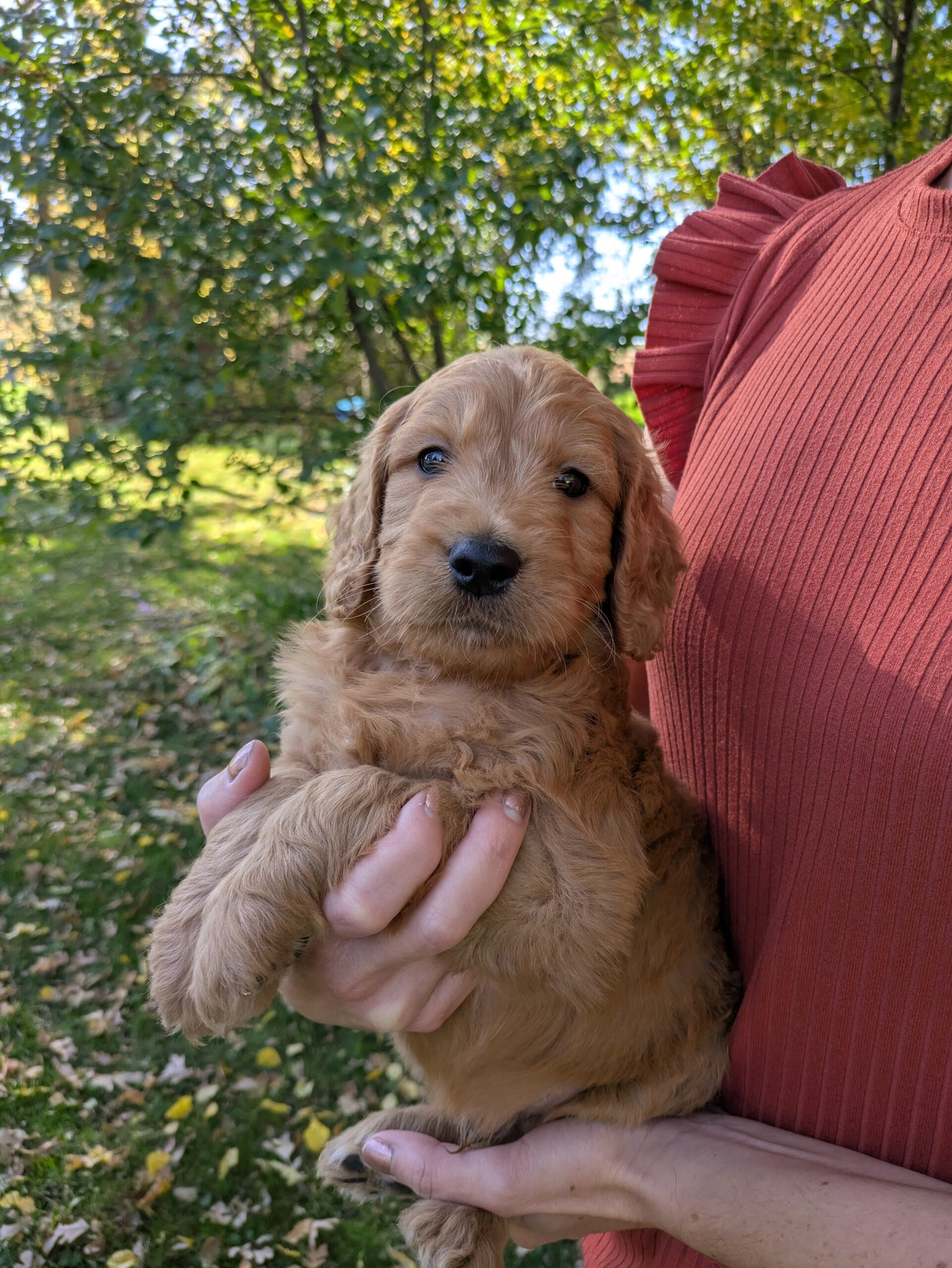 Meet Curly The Goldendoodle!
