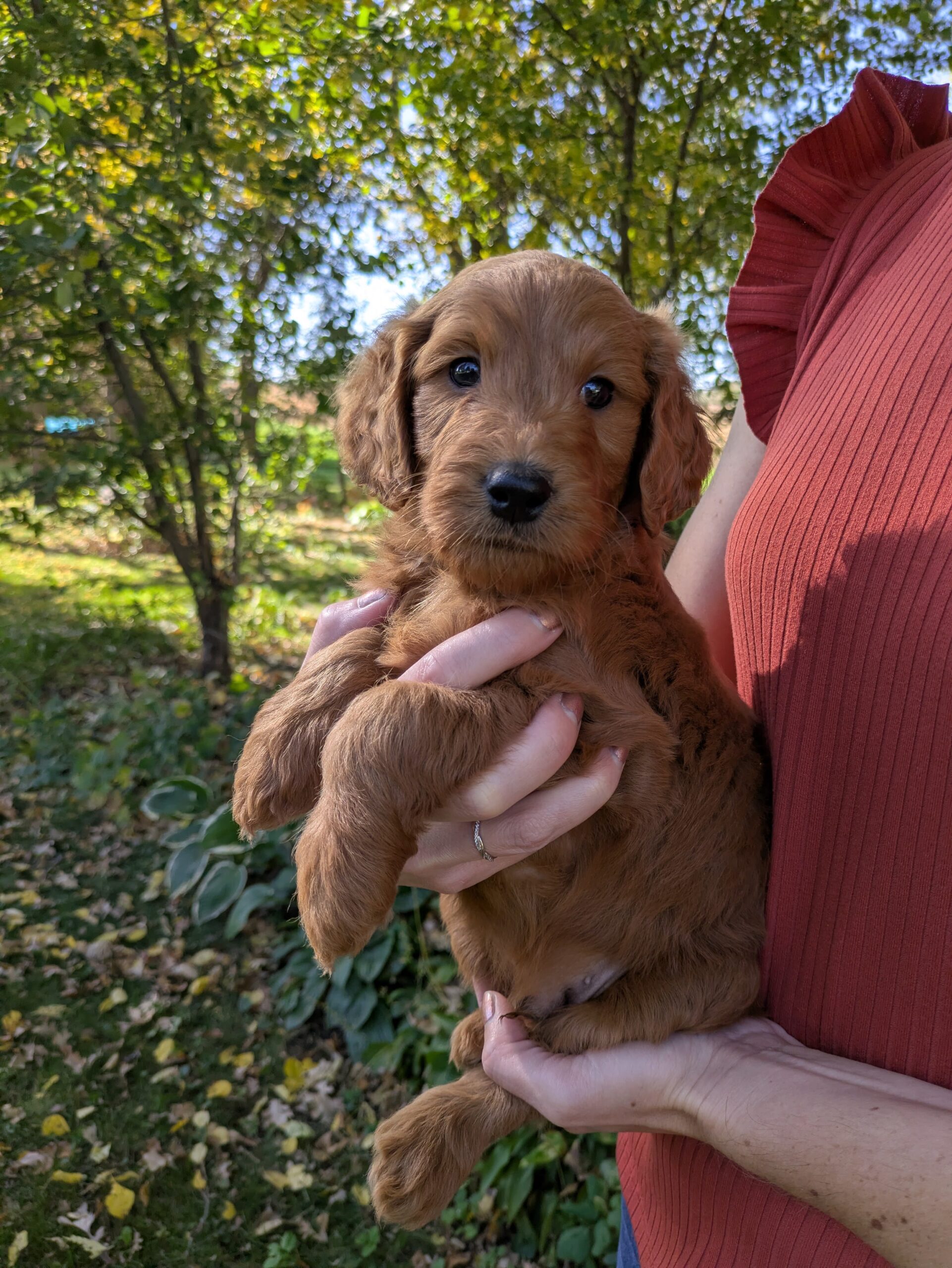 Meet Moe The Goldendoodle!
